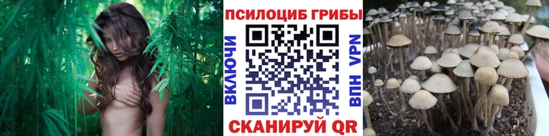 Псилоцибиновые грибы Psilocybe где купить Новосокольники